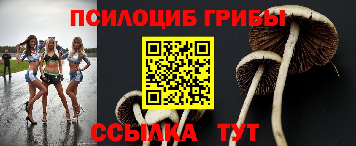 Галлюциногенные грибы Psilocybe Великие Луки